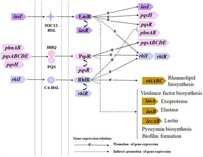 Geraniol attenuates virulence factors by inhibiting quorum sensing of Pseudomonas aeruginosa